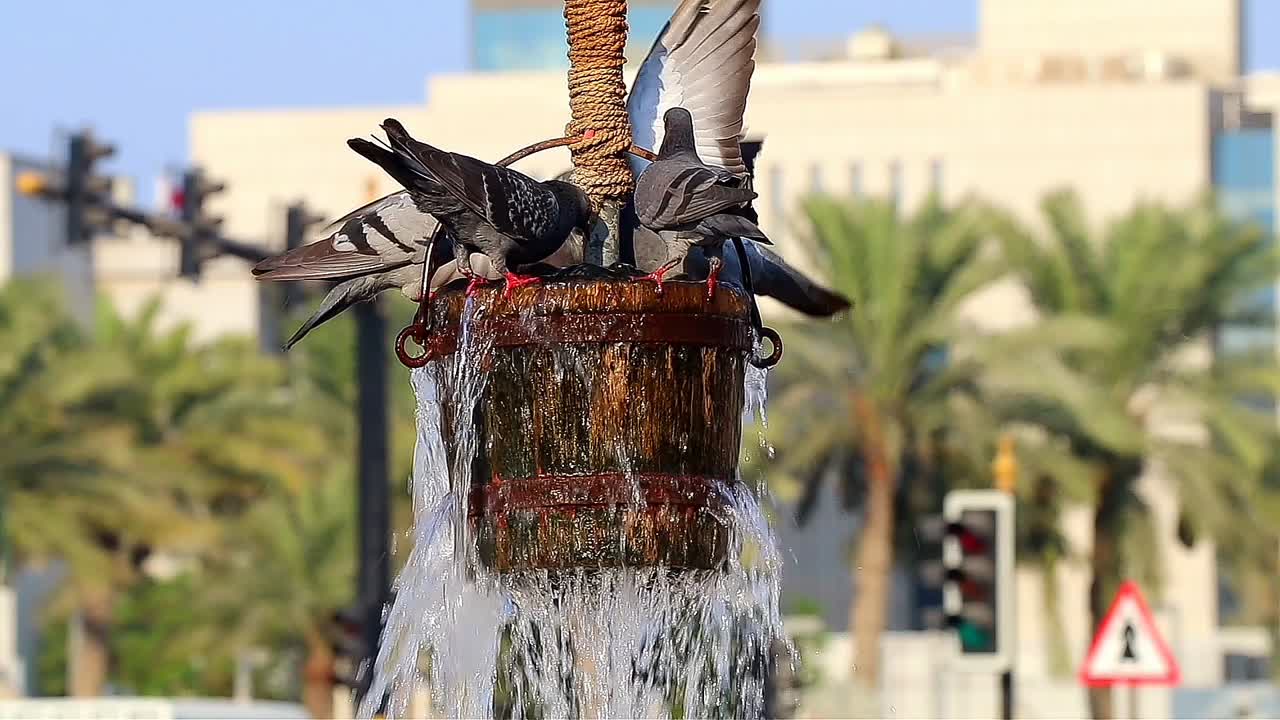 Pigeons playing and drinking water in Souq Wakif in Doha,Qatar