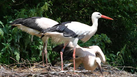 group of white storks eating outdoors at nest during sunny day,close up slow motion shot