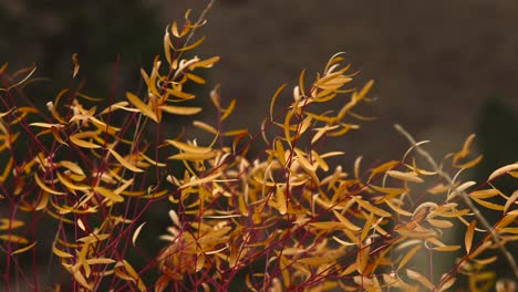 Gelbes-Blatt-Roter-Stiel-Gelber-Busch,-Der-Im-Wind-Im-Boise-National-Forest-Idaho-Hin-Und-Her-Fließt