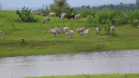 static shot of herd of zebu and a sheep grazing on riverbank