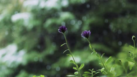 Wunderschöne-Lila-Blumen-Und-Schneeflocken,-Die-Auf-Bäume-Fallen