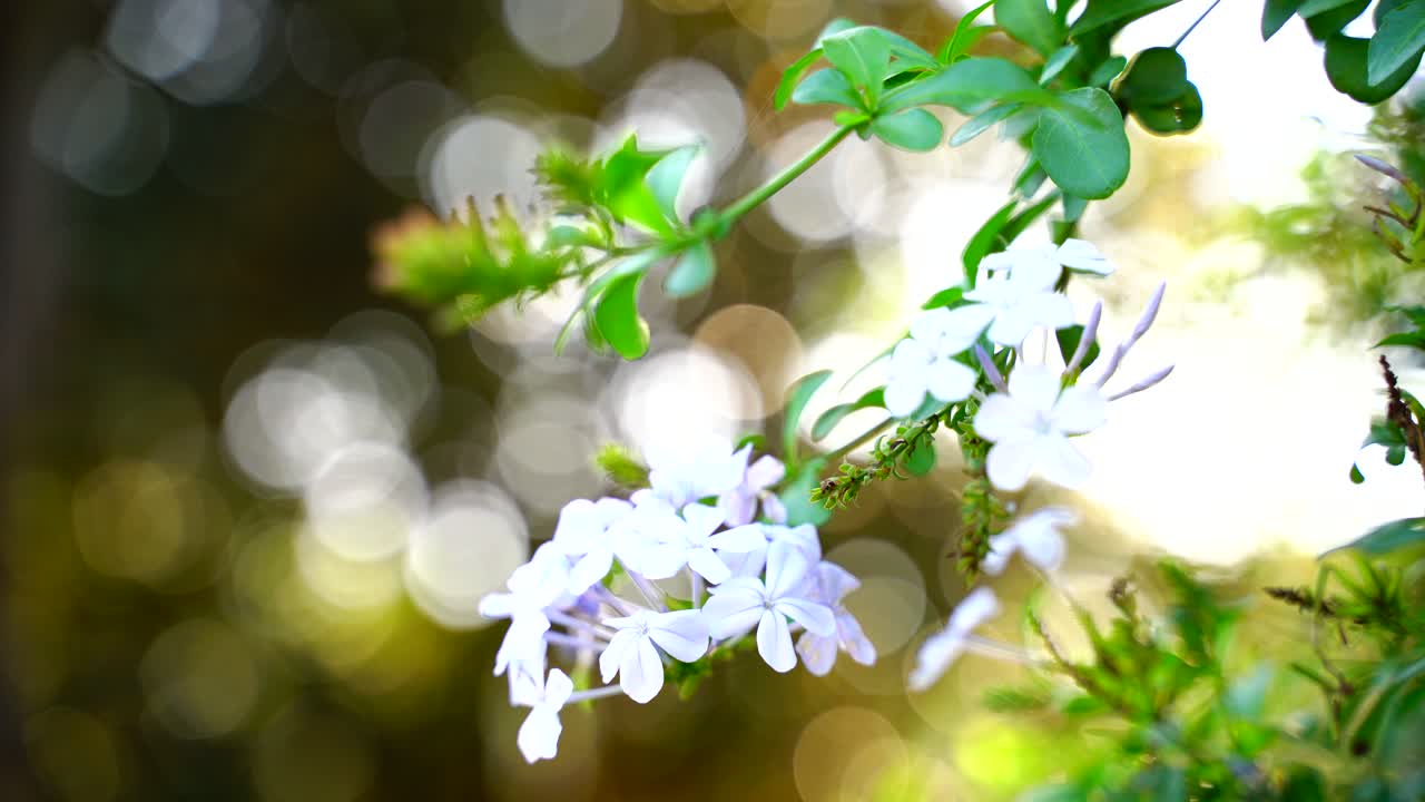 태양-27에 빛나는 정원의 꽃