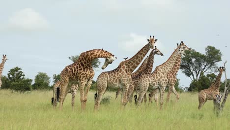 Toma-Panorámica-De-Una-Enorme-Manada-De-Jirafas-De-Pie-En-Las-Llanuras-Abiertas,-Gran-Kruger