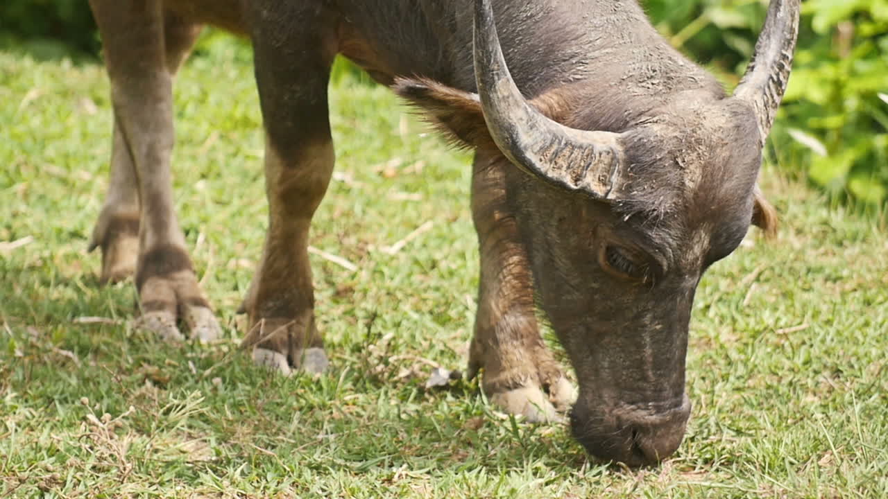 물 버팔로 (water buffalo) 의 목초지