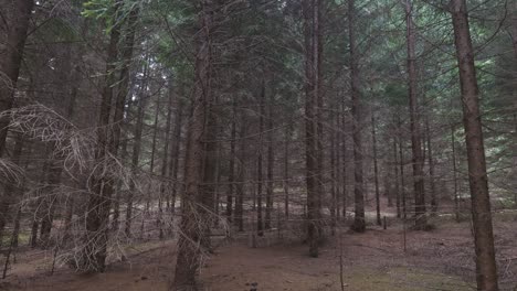 Blick-Auf-Gut-Gealterte-Kiefern-Von-Oben-Bis-Unten-Tief-In-Einen-Wald