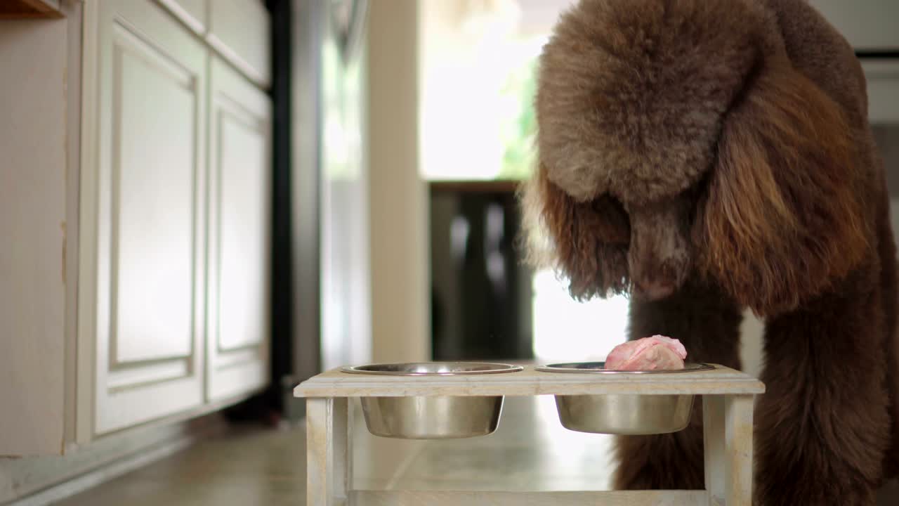 video de 4k de un caniche estándar recibiendo hueso de carne cruda