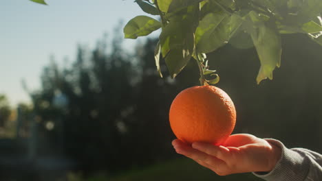 Child touching orange on tree