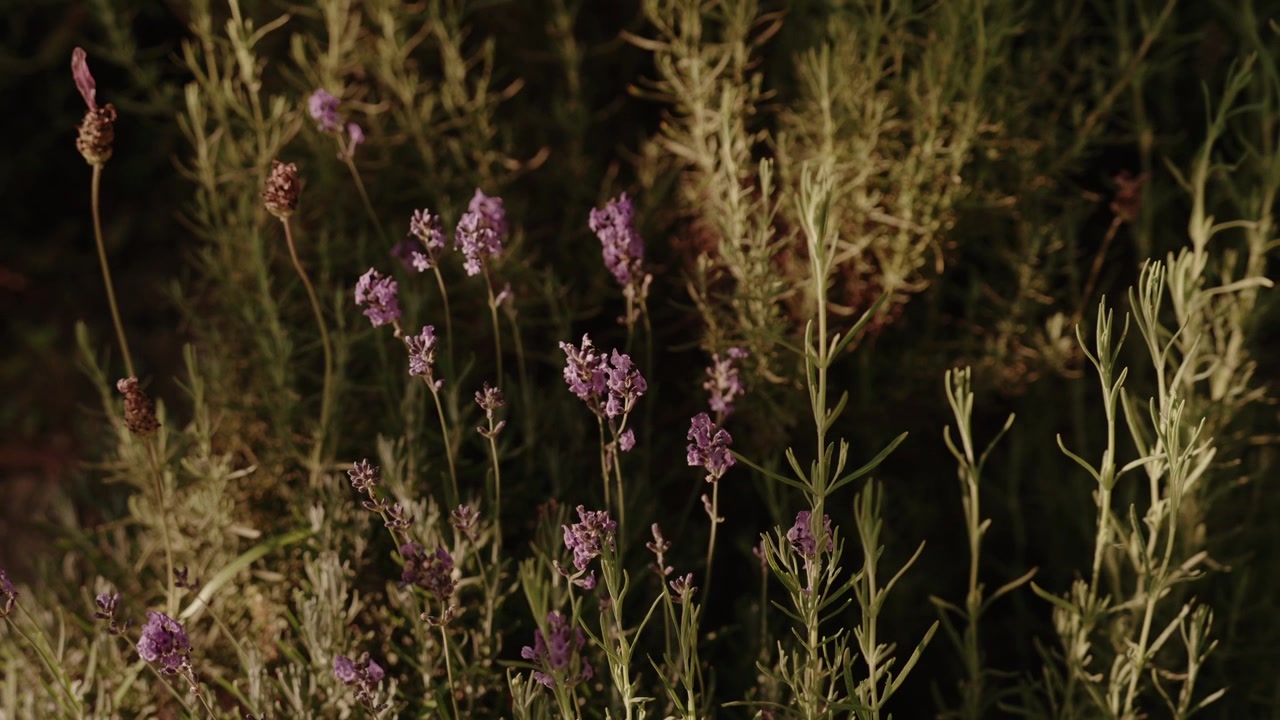 Lavender flowers in garden illuminated at night with aromatic plants and soft lighting