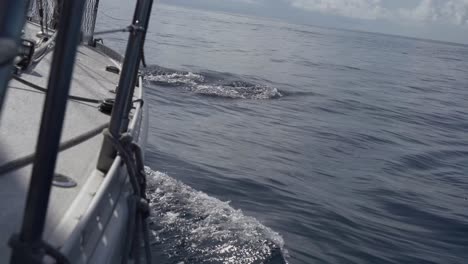 Boat-Sailing-The-Ocean-With-Dolphins-Swimming-At-The-Bow