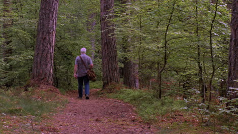 Un-Paseo-Por-El-Bosque