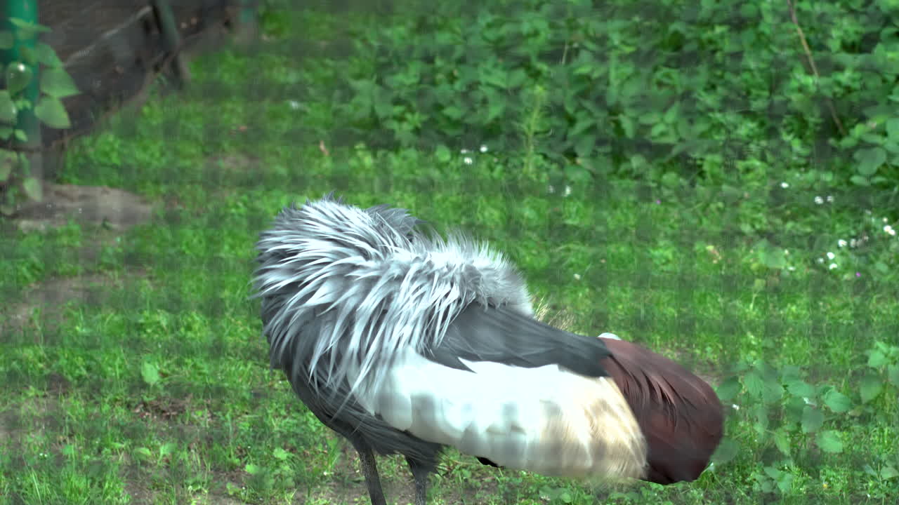 아름다운 갈기를 가진 남아프리카 왕관 두루미는 몸을 갉아 먹고 머리를 옆으로 돌립니다.