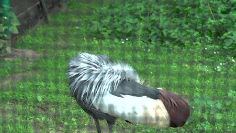 south african crowned crane with a beautiful mane, nibbles his body, spins his head sideways