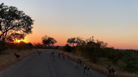 golden sunrise sun ball with family pack of african wild dogs on road