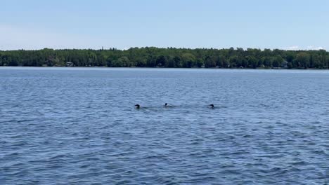 Balsa-De-Bribones-Nadando-En-Un-Lago-Tranquilo-En-Un-Clima-Soleado