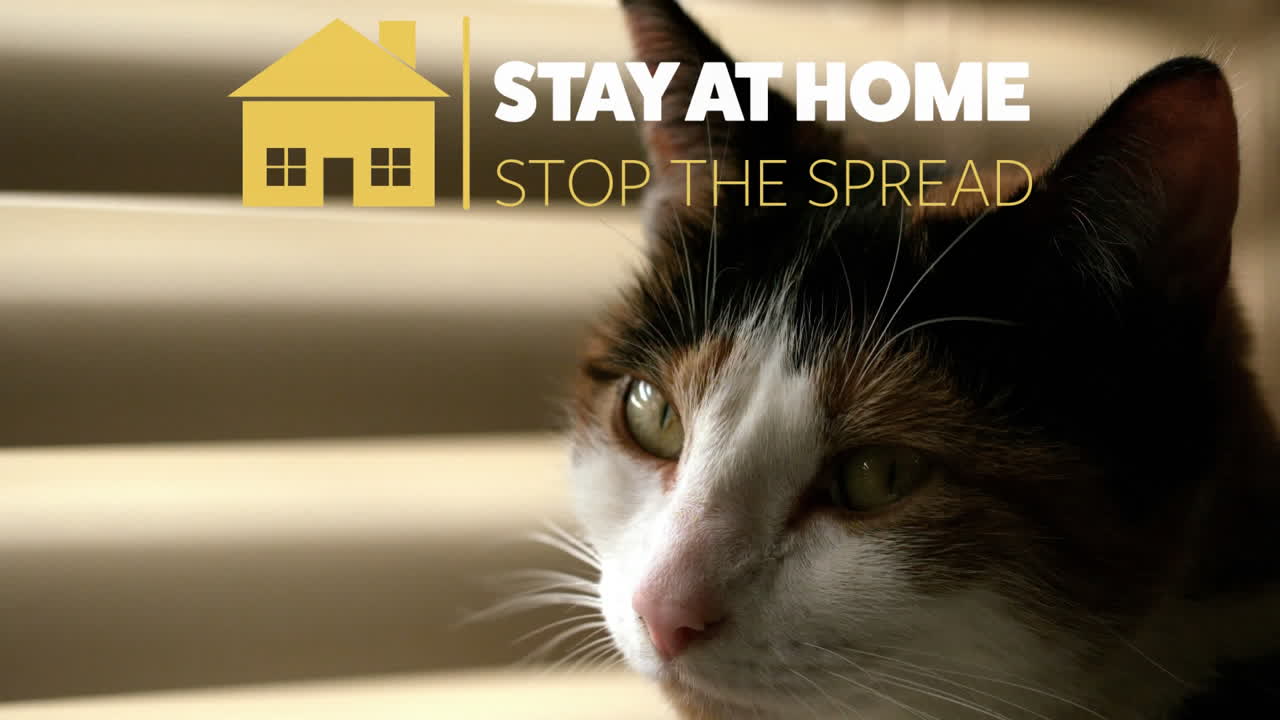 animación de la casa amarilla con las palabras quedarse en casa sobre un gato