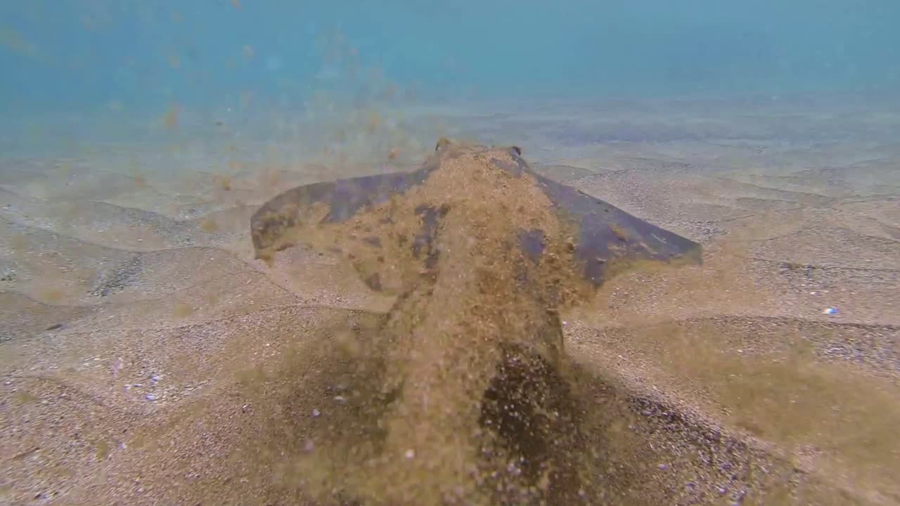 bajo el agua de una raya de diamante nadando dasyatis dipterura en el parque nacional galápagos ecuador 1