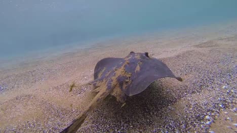 Underwater-of-a-swimming-diamond-stingray-Dasyatis-dipterura-in-Galapagos-National-Park-Ecuador-1