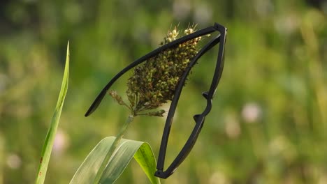 gafas colgando en el maíz