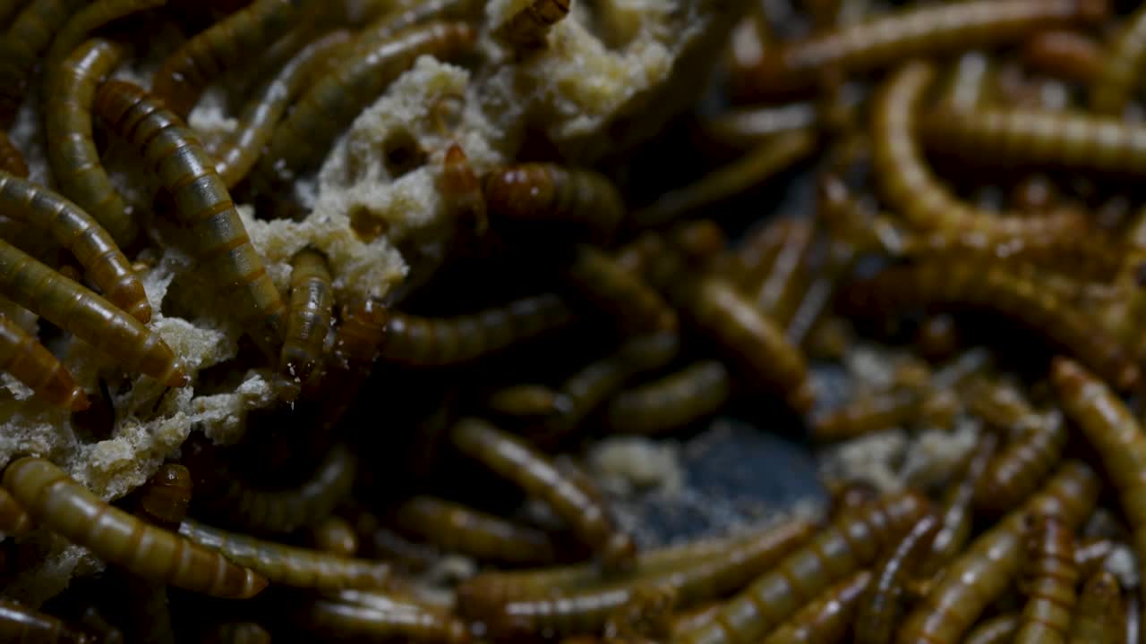 el gusano de la harina es una especie de escarabajo oscuro que se usa para alimentar mascotas como peces, serpientes, pájaros y ranas