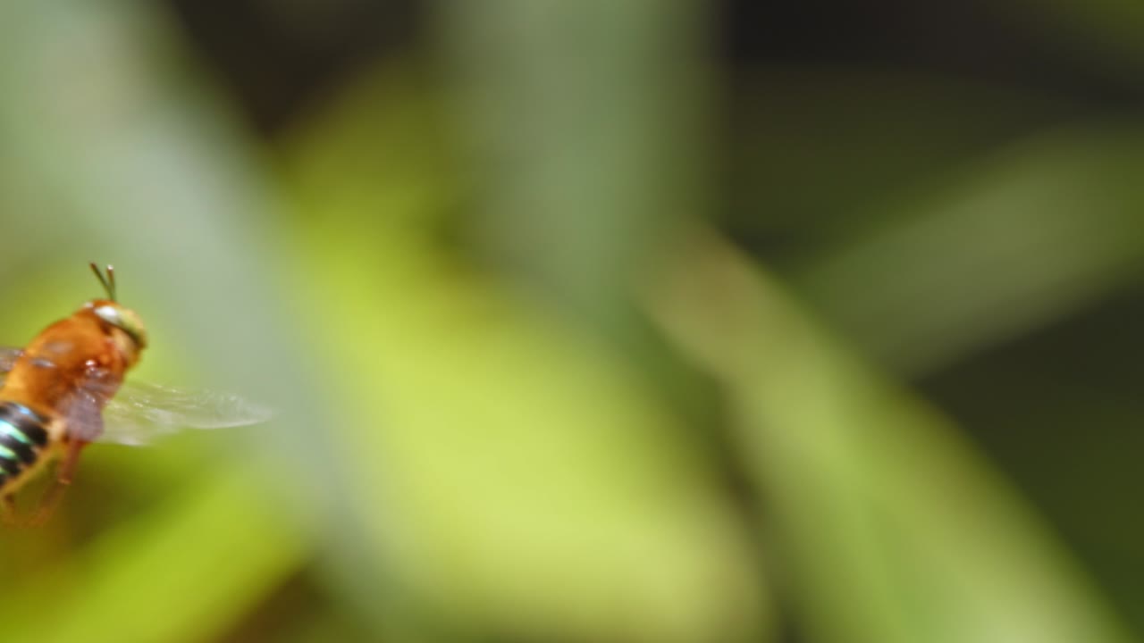 Captured in slow motion, a blue-banded bee suspends in mid-air, exploring Peru’s tropical jungle.