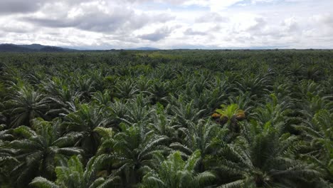 drone shot flying over the top of palm trees on a palm oil plantation