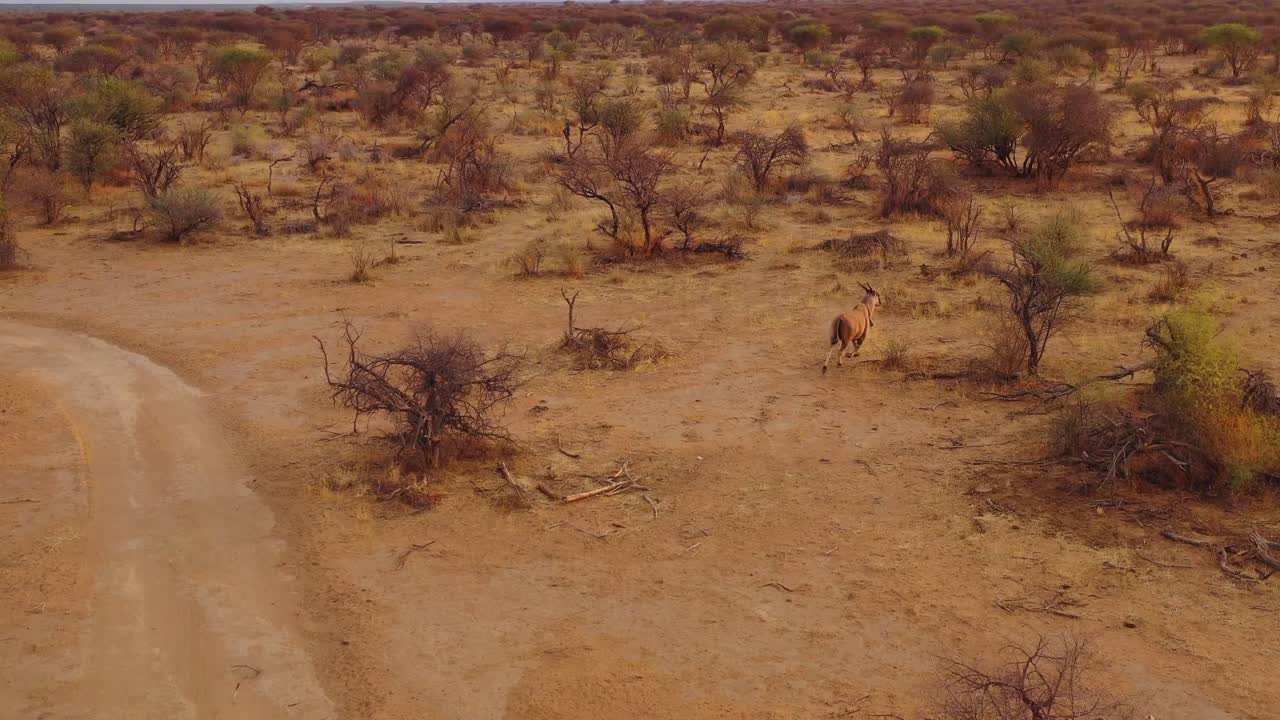 antena de drones siguiendo a un eland mientras trota al atardecer a través de las llanuras de áfrica