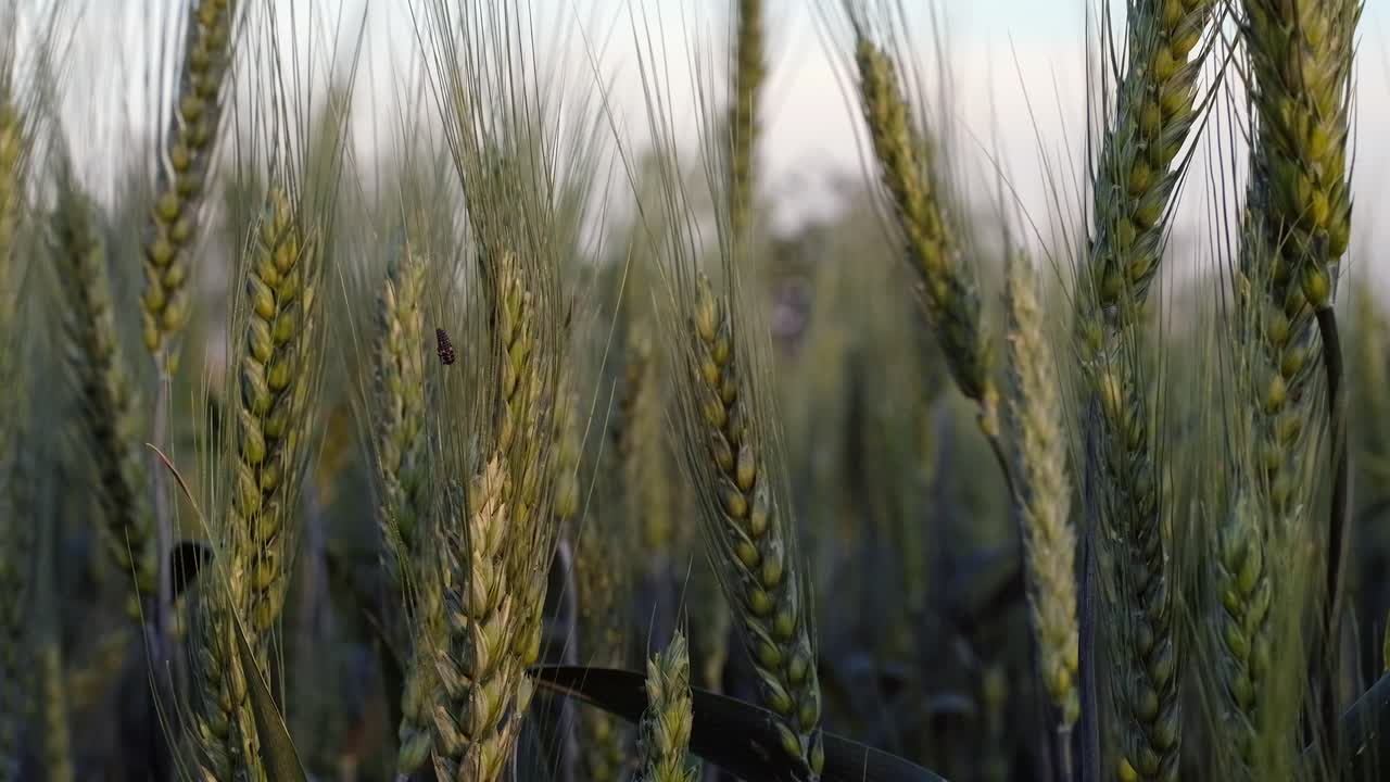 Close up of multiple wheat plants in a field in the evening