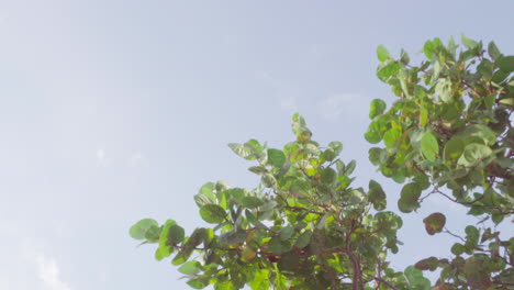 Planta-De-Playa-En-Movimiento-Con-Cielo-Y-Nubes