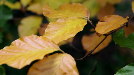 All-the-shades-of-Autumn-show-through-as-leaves-change-colour-in-woodland-in-Worcestershire,-UK-and-blow-in-the-seasonal-wind