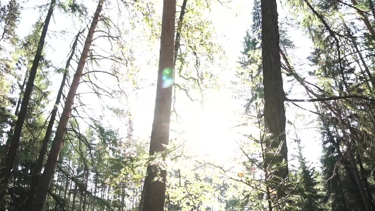 la luz del sol filtrándose a través del dosel del bosque