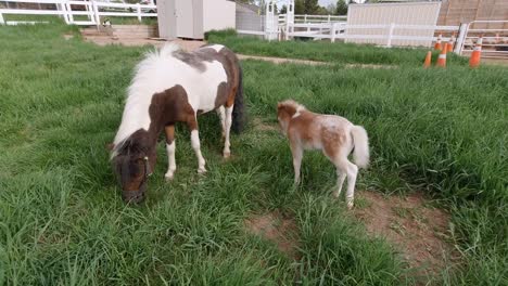 Miniature-horses-playing-and-running-in-a-grass-pasture