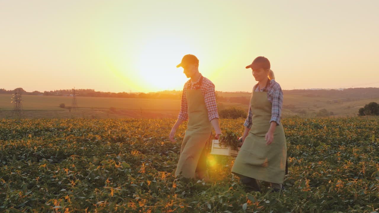 한 여자와 한 남자가 들판 가족 농장을 가로질러 야채 한 상자를 나르고 있었다