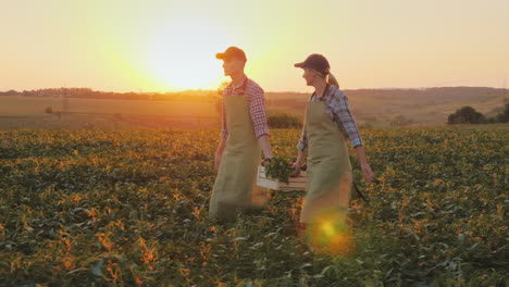 a woman and a man were carrying a box of vegetables across the field family farm