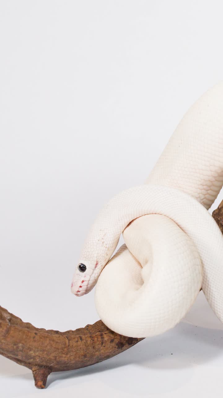 Serpente albino bianco si avvolge attorno a un ramo di legno curvo in studio, movimento minimo della telecamera, illuminazione soffusa
