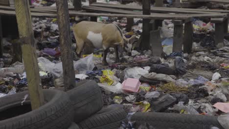 cabra en basura nigeria 02