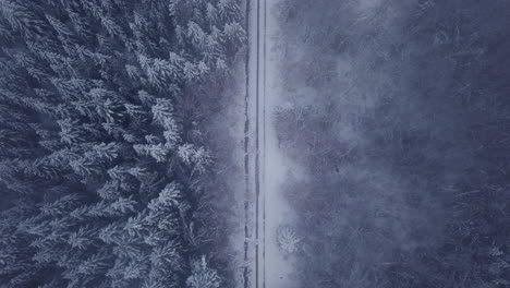 top view of isolated road covered with snow in lush forest