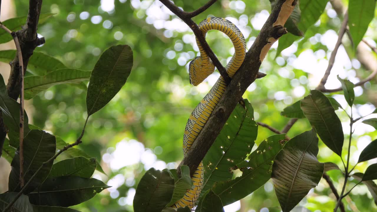 serpiente víbora salvaje en rama en la selva tropical de sumatra