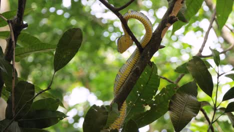 serpiente víbora salvaje en rama en la selva tropical de sumatra