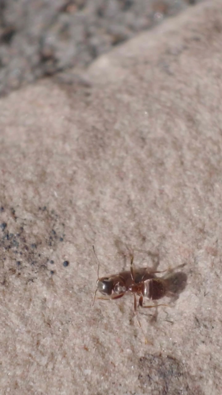 Ants marching on granite patio tiles follow a narrow trail, passing in alternating directions and repeating a regular movement pattern in bright outdoor light. Vertical format for social media.