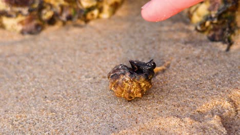 a hand approaches a seashell on sandy beach