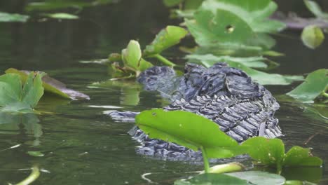 un cocodrilo nadando en el pantano de los everglades del sur de florida en cámara lenta