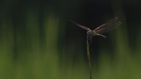 close shot of a dragonfly on a blade of a grass