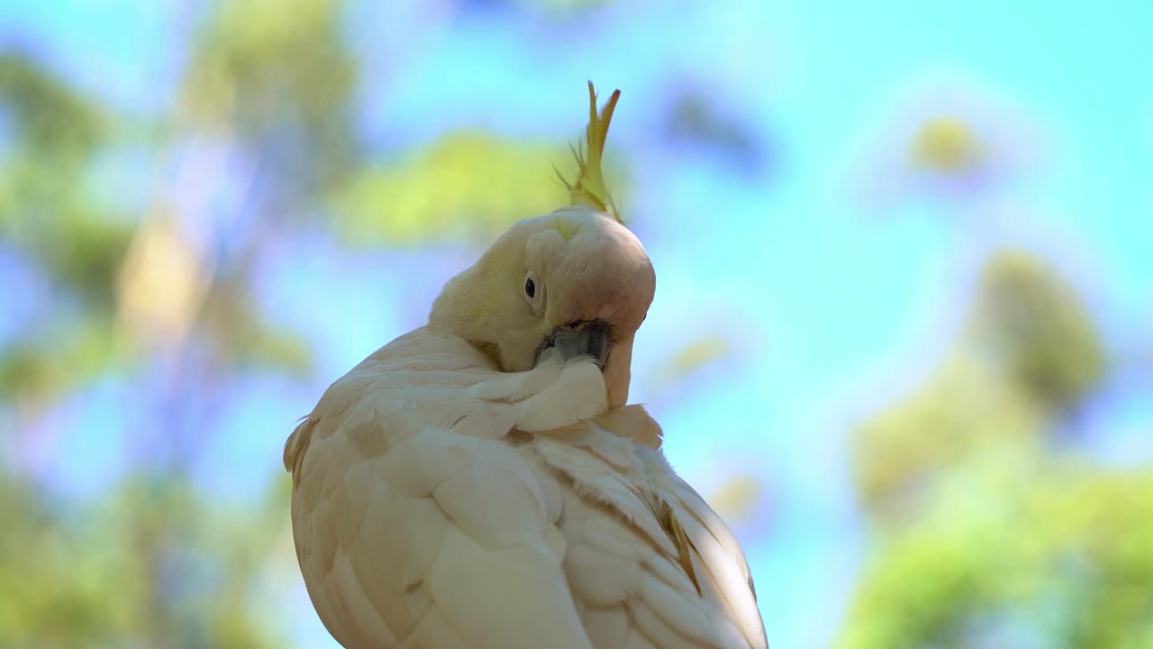 primer plano extremo de una exótica cacatúa salvaje con cresta de azufre, cacatua galerita con cresta amarilla, acicalándose y arreglando sus hermosas plumas blancas a la luz del día contra un fondo borroso de bokeh