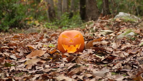 halloween october spooky pumpkin face glowing in the autumn foliage forest