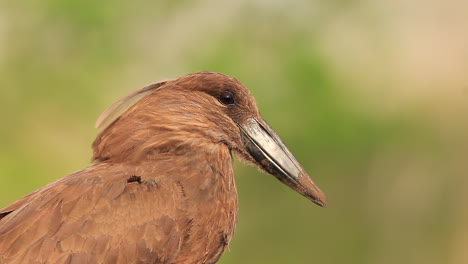 una vista desde un escondido mkhombe fotográfico hundido en la reserva de caza privada de zimanga en un día de verano de aves alimentándose y bebiendo