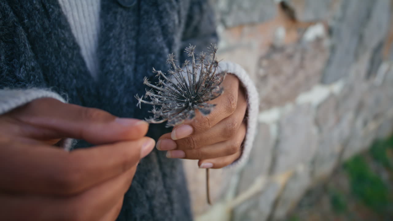 Model hands holding flower standing building wall closeup. Woman enjoying nature