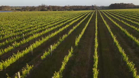Close up lighting green vineyard during sunny day