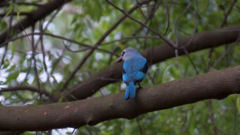 un pescador de manglar azul de áfrica oriental sentado en una rama de árbol y luego volando lejos