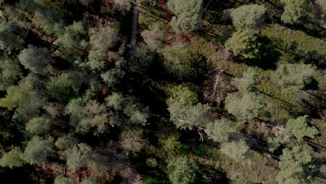 Aerial top down view of a thin forest with the trees seen from above throwing long shadows in the late afternoon at sunset