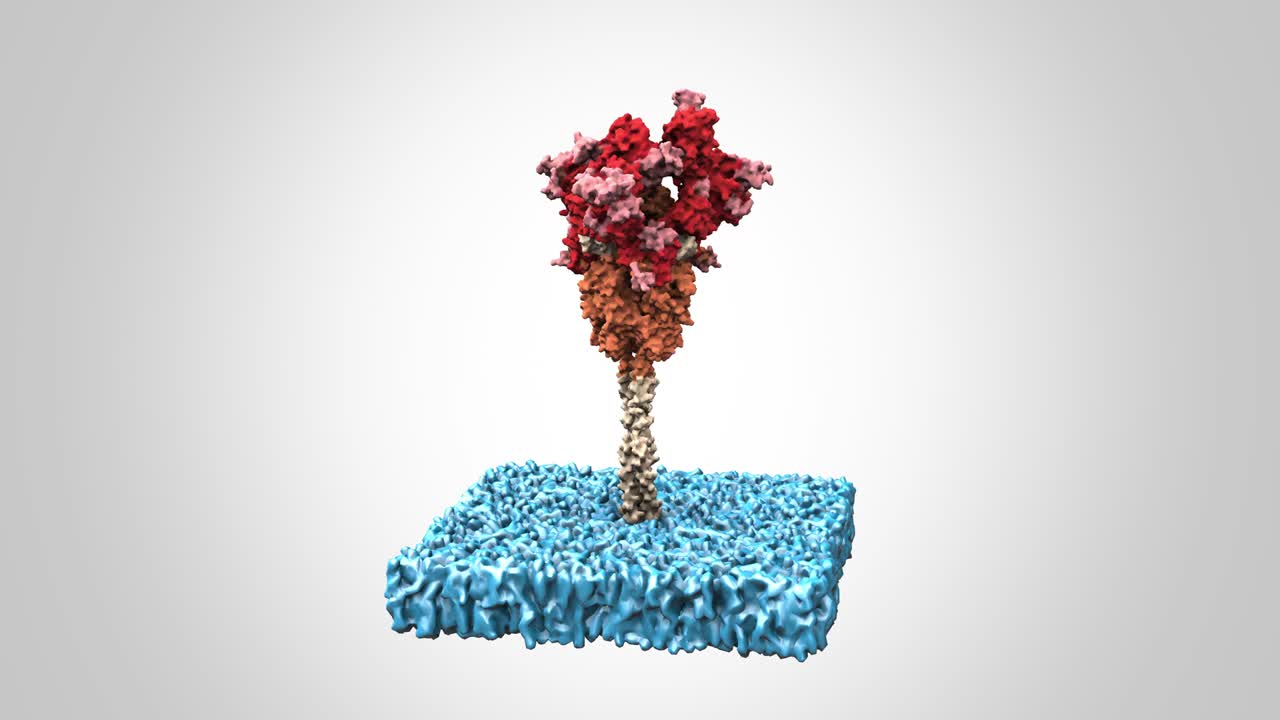 sars-cov-2 스파이크 s 단백질은 세포막 회전 루프에 있습니다.